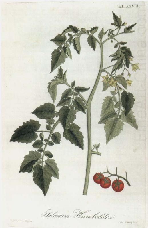 Lycopersicum esculentum, Alexander von Humboldt